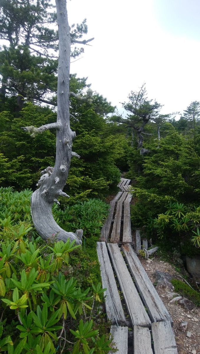 f:id:biso:20210802071414j:plain