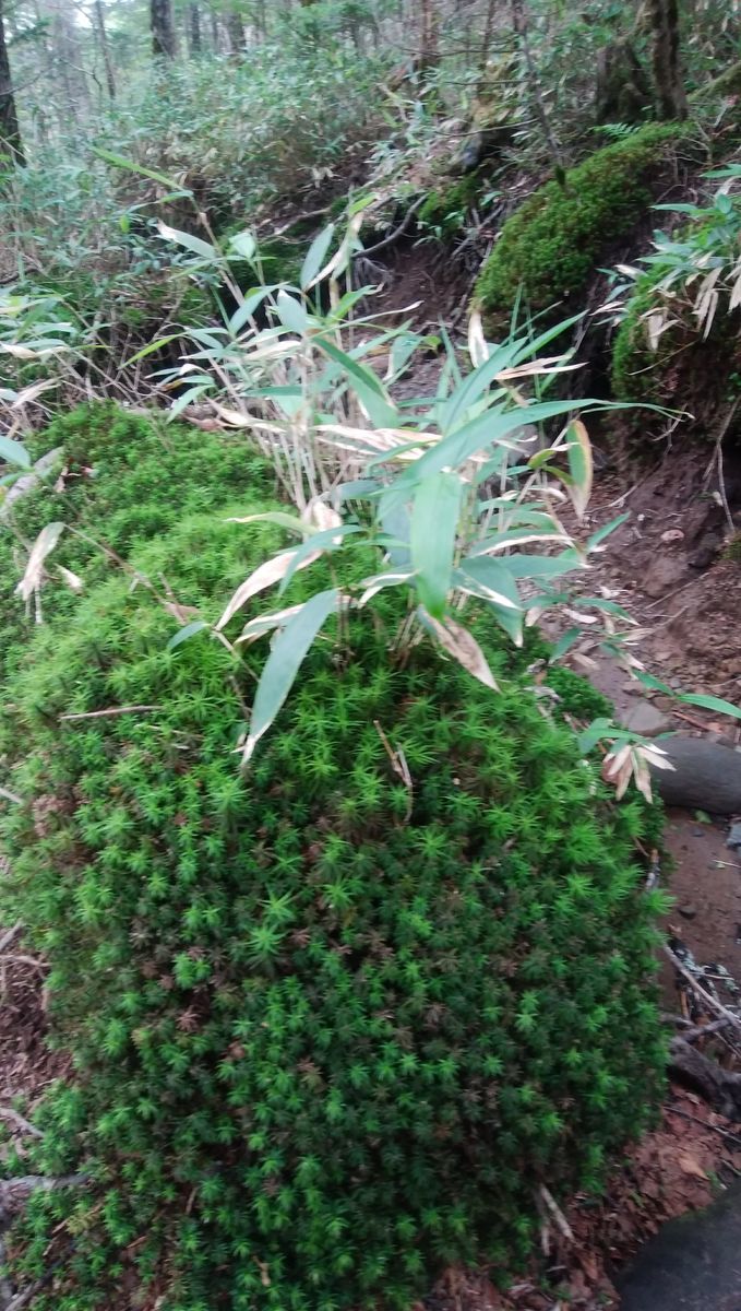 f:id:biso:20210802071519j:plain