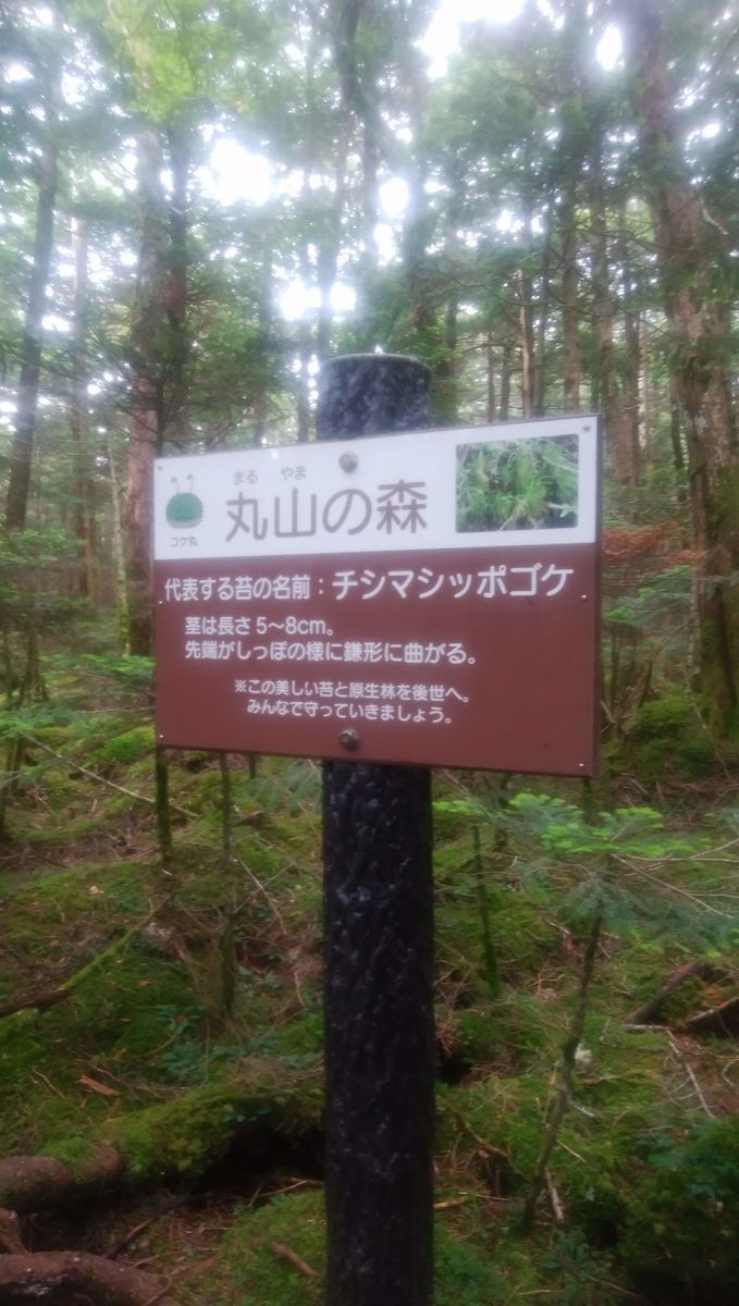 f:id:biso:20210802071554j:plain