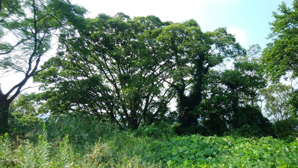 f:id:biso:20210830071512j:plain