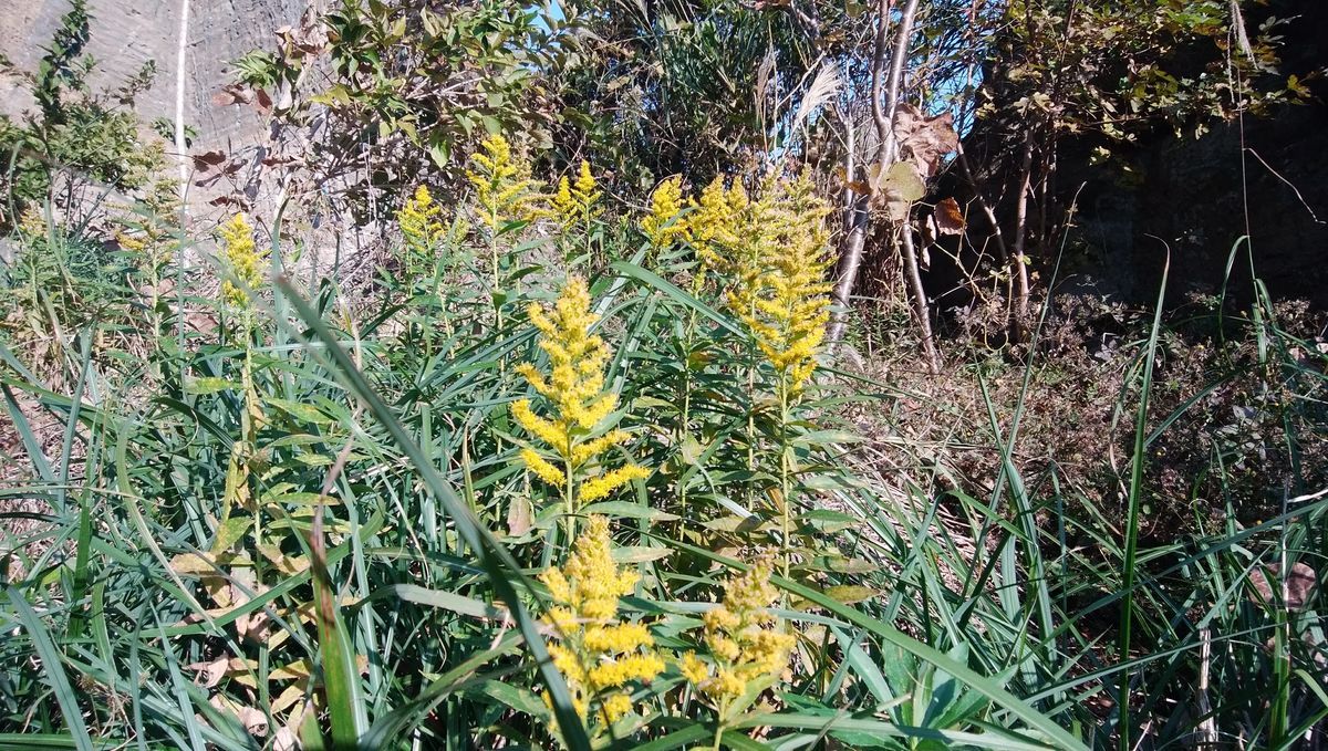 f:id:biso:20211122072602j:plain