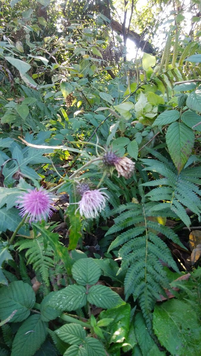 f:id:biso:20211122073027j:plain