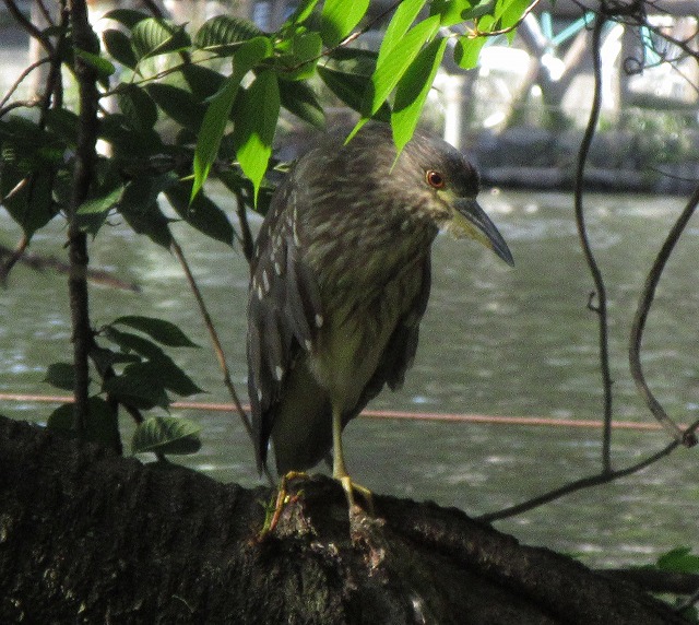 f:id:bistrotkenwood:20200607222147j:plain