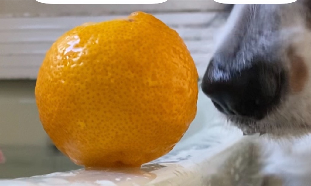 f:id:bisukonnti:20251222114545j:image