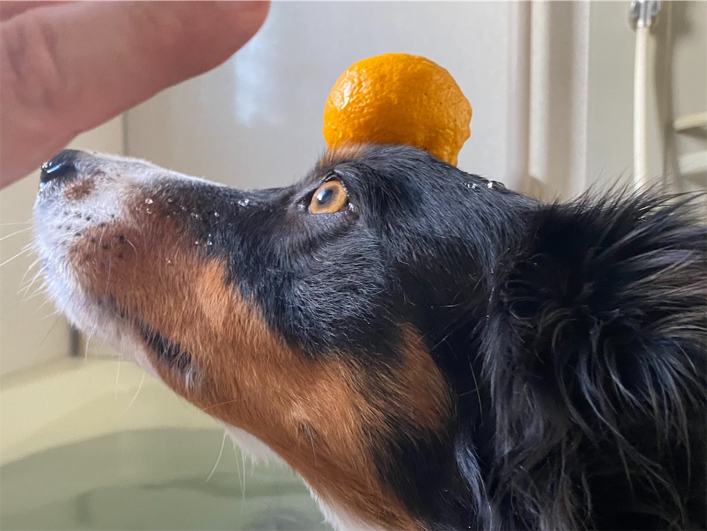 f:id:bisukonnti:20251222114603j:image