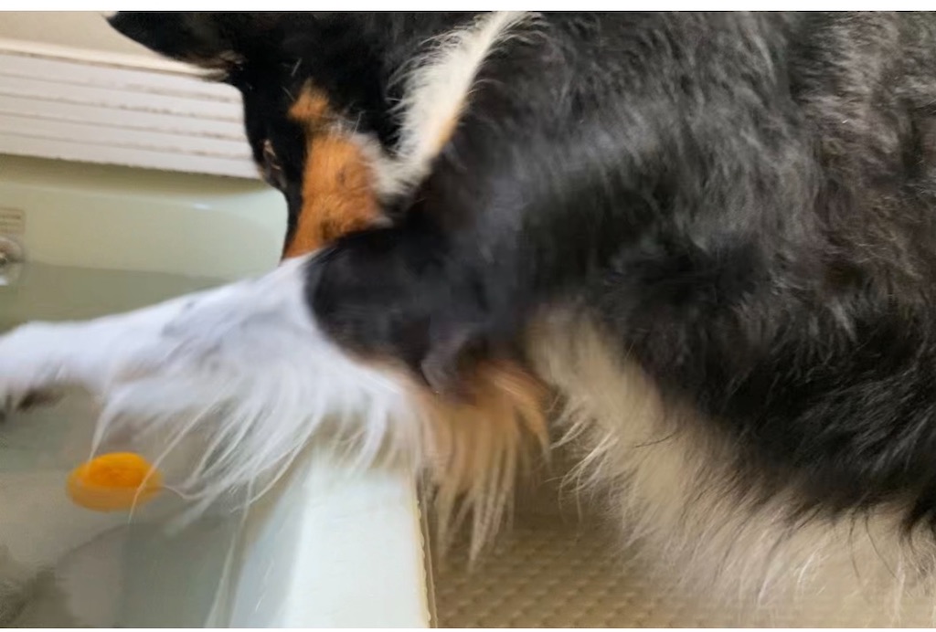 f:id:bisukonnti:20251222114721j:image