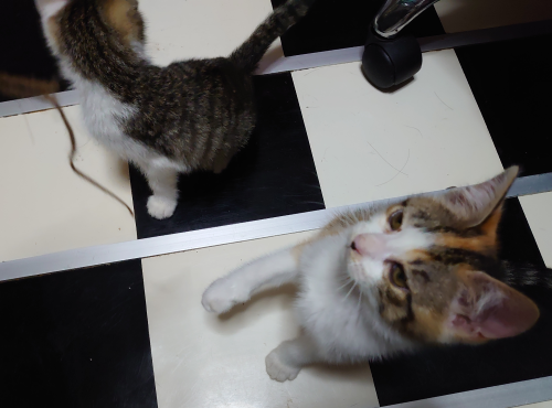 f:id:bisumoco:20210613173052p:plain