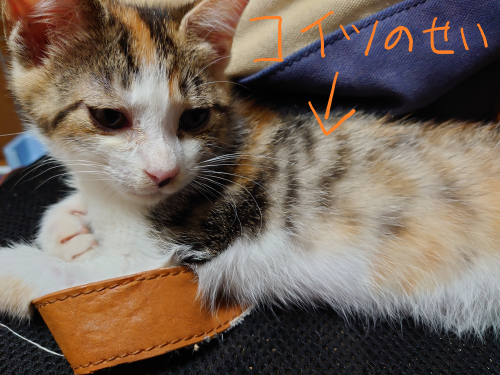 f:id:bisumoco:20210618065330p:plain