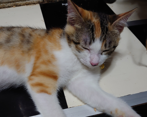 f:id:bisumoco:20210717100023p:plain
