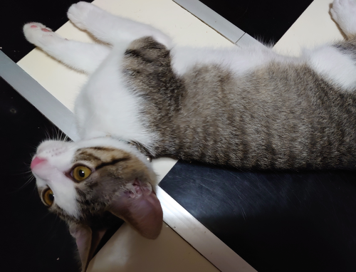 f:id:bisumoco:20210717100310p:plain