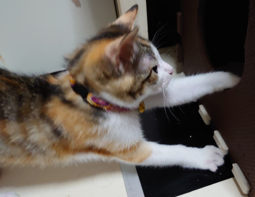 f:id:bisumoco:20210727192125p:plain