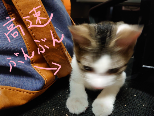 f:id:bisumoco:20210727192211p:plain