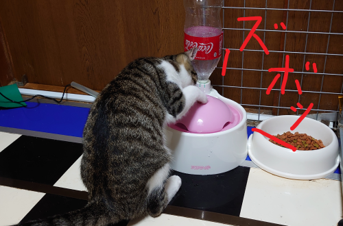 f:id:bisumoco:20211001200832p:plain