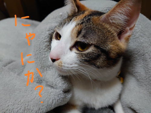 f:id:bisumoco:20220201223615p:plain