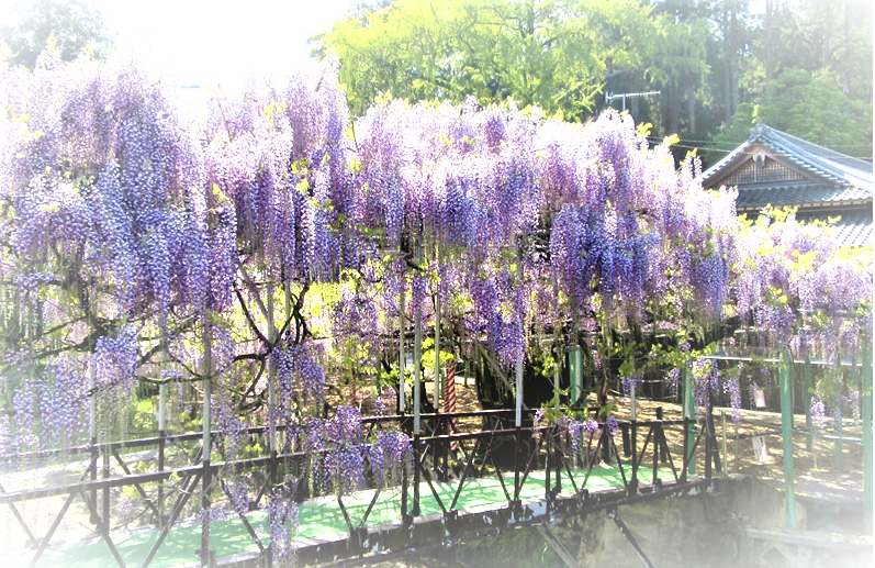 f:id:bit150430:20200406222901p:plain