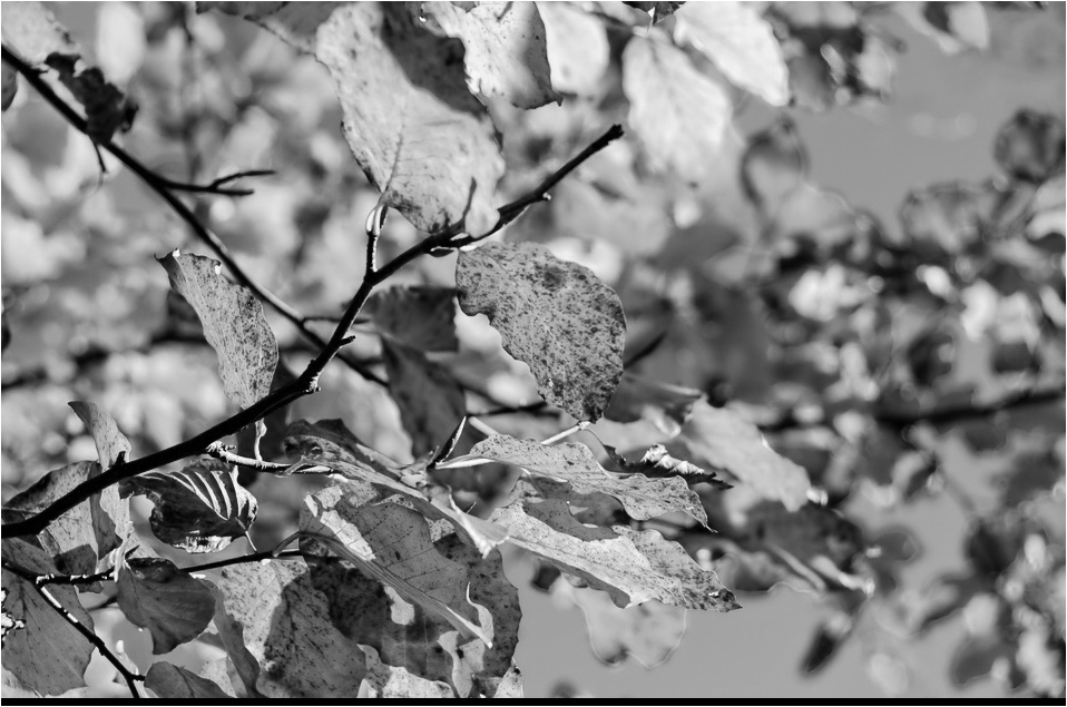 f:id:bitop:20180305055156p:plain