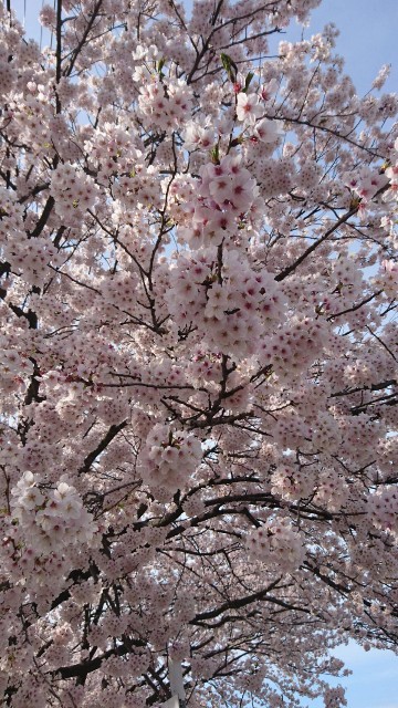 f:id:bitterde1025:20190413155746j:image f:id:bitterde1025:20190413155746j:image