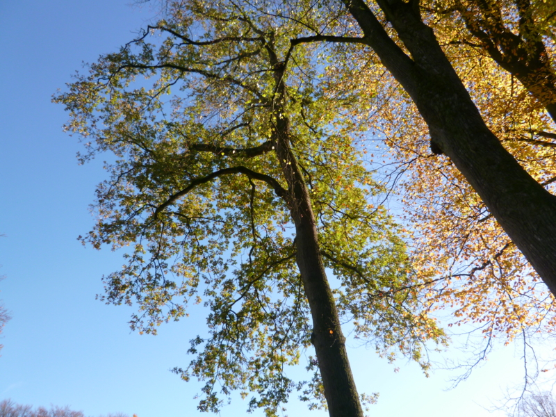 f:id:bitterer_karamel:20121106182537j:image:w360