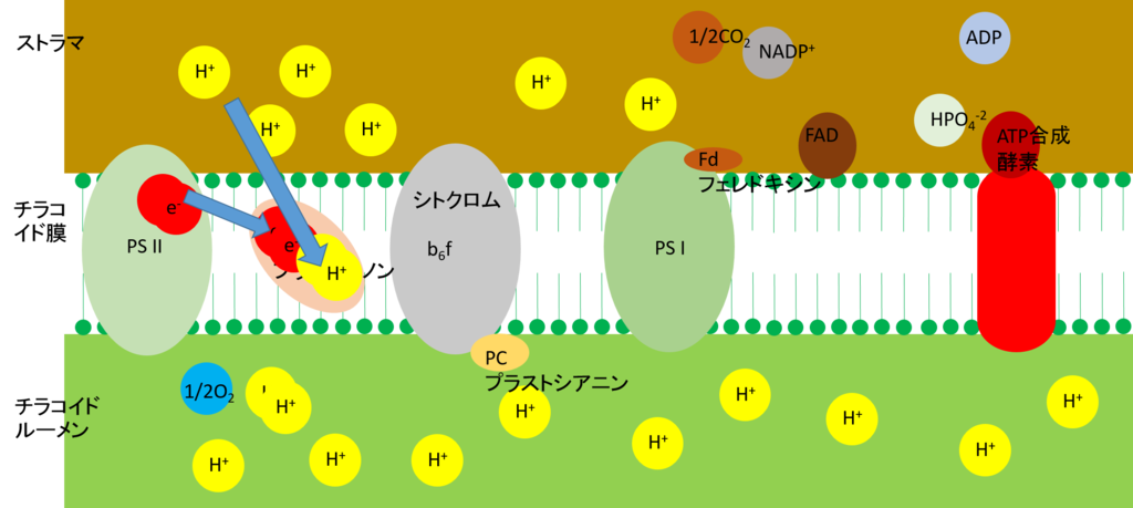 身近な存在としての量子力学（5）：光合成（続き