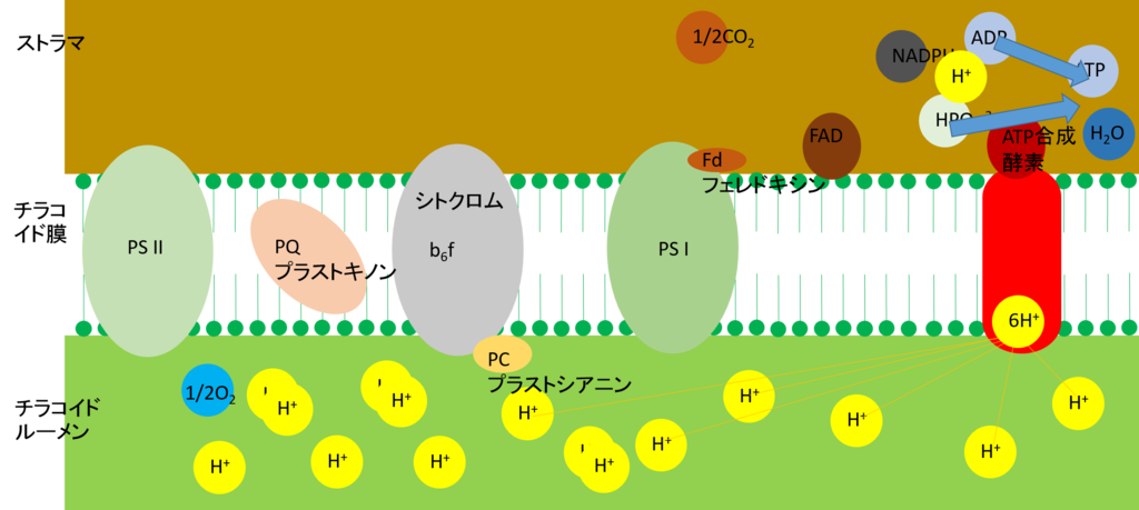 身近な存在としての量子力学（5）：光合成（続き