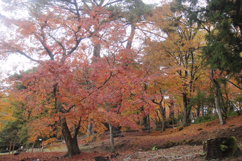 f:id:bitterharvest:20161204193124j:plain