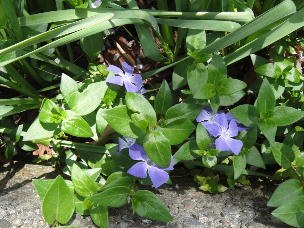 f:id:bitterharvest:20180329183250j:plain