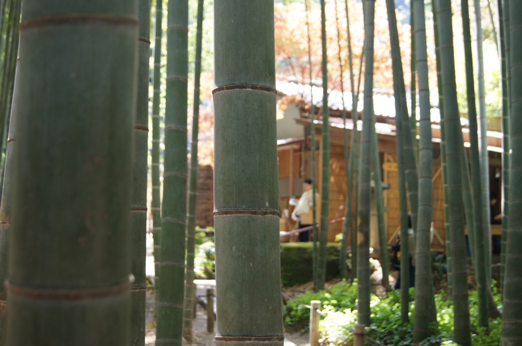 f:id:bitterharvest:20180410143812j:plain