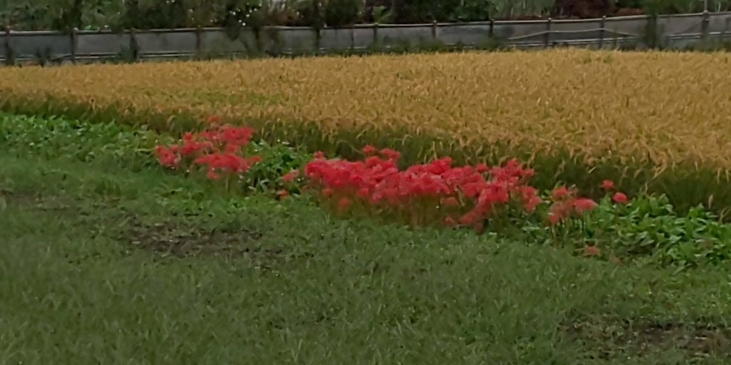 f:id:bitterharvest:20180923181803j:plain