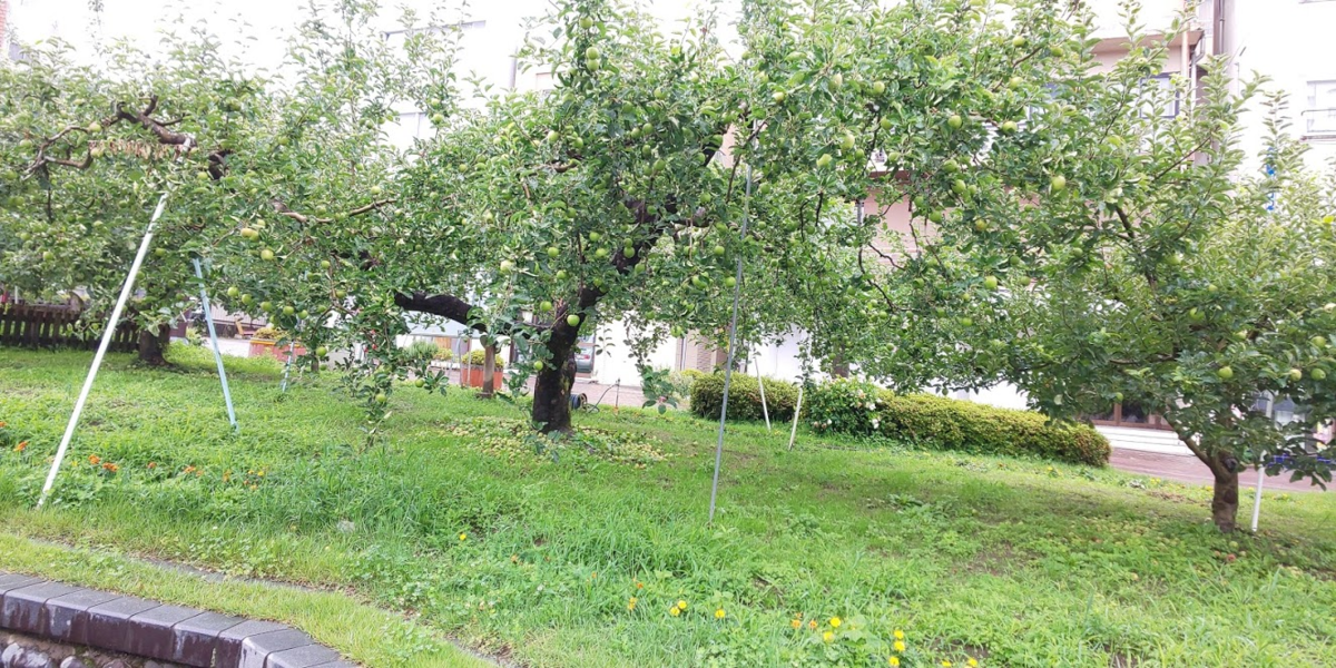 f:id:bitterharvest:20190718090316p:plain