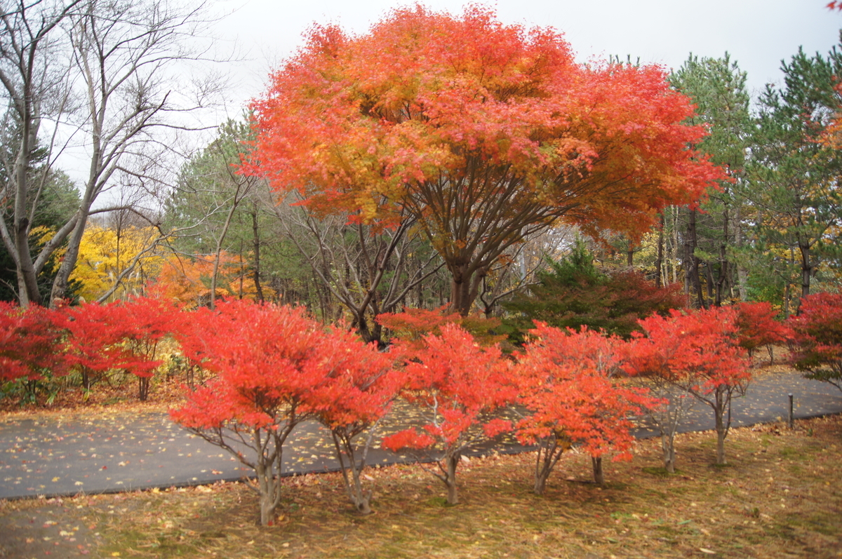 f:id:bitterharvest:20191126134857j:plain f:id:bitterharvest:20191126134857j:plain