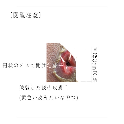 f:id:biwa621:20200531170046j:image f:id:biwa621:20200531170046j:image
