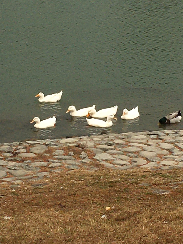 f:id:biwadanshaku:20201214080208j:image