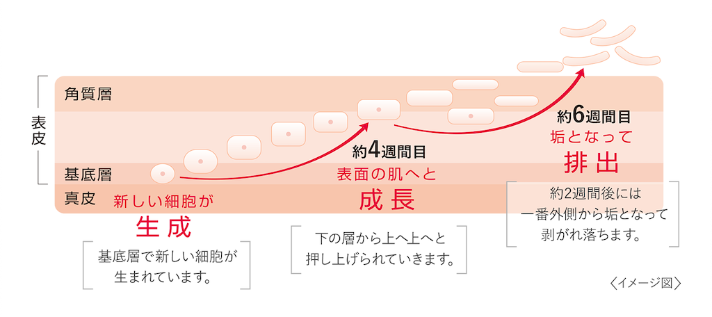f:id:biyou_jd:20200922223547p:image