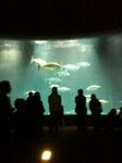 水族園の中の大型水槽
