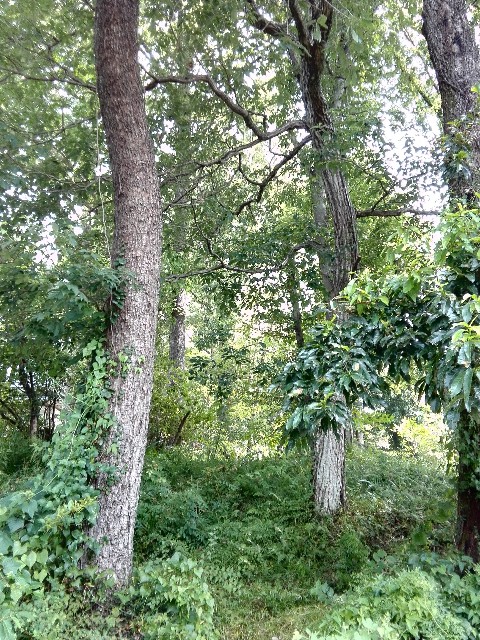 f:id:bizucafe:20191206124554j:image