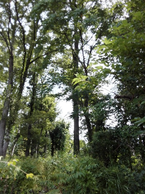 f:id:bizucafe:20191212074832j:image