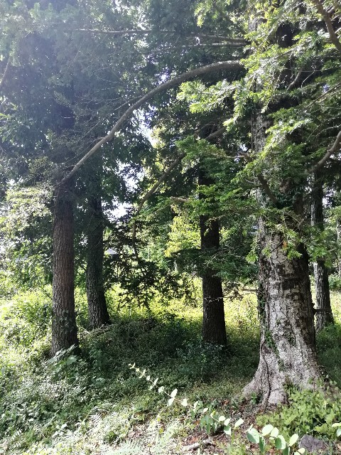 f:id:bizucafe:20191220081611j:image