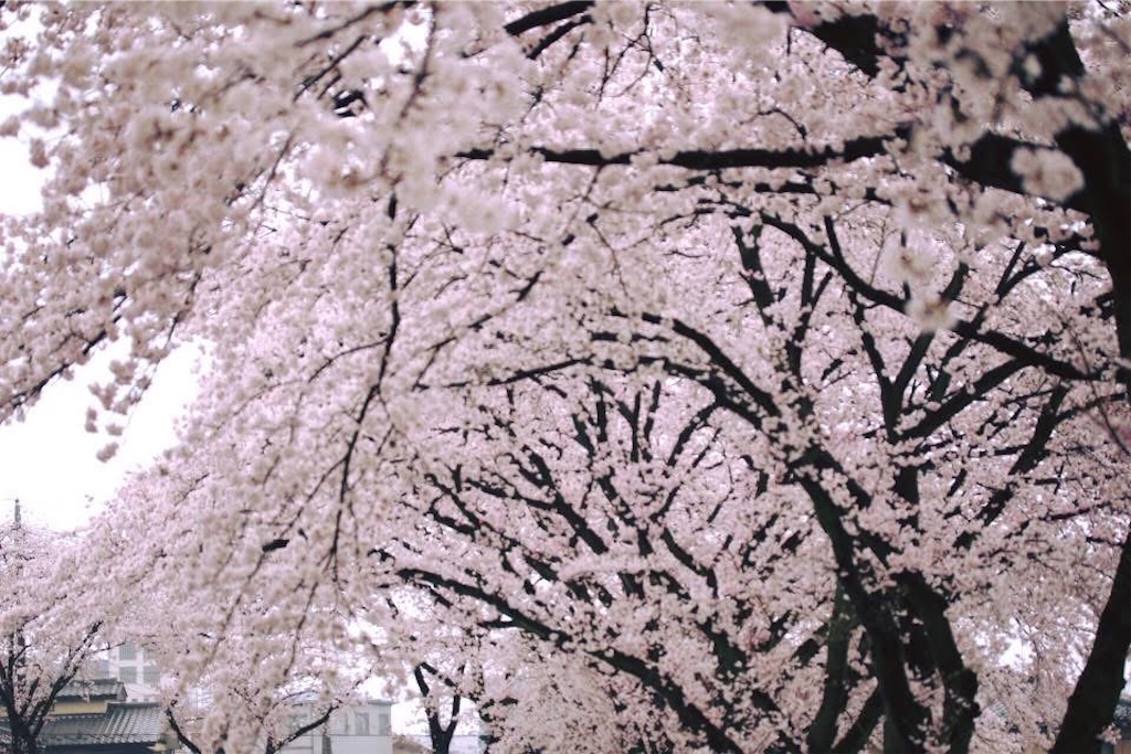 f:id:bjj_maebashi:20250415083748j:image