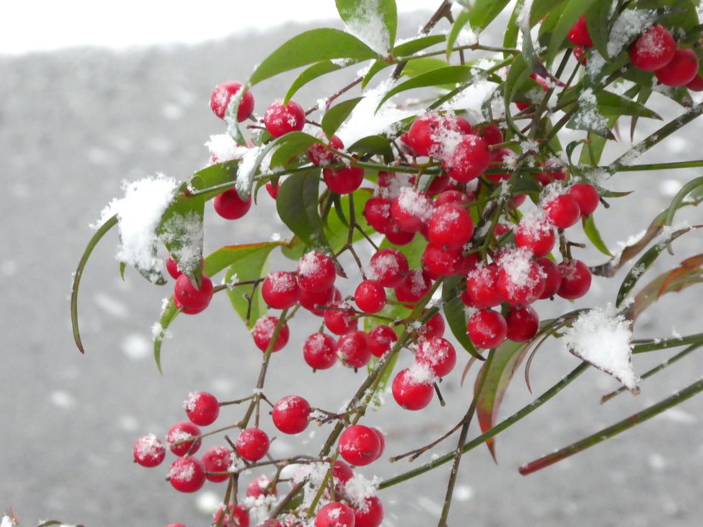 f:id:bk-pacha:20181228160111j:plain f:id:bk-pacha:20181228160111j:plain