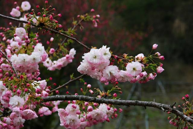 f:id:bkawahara:20200428105439j:plain