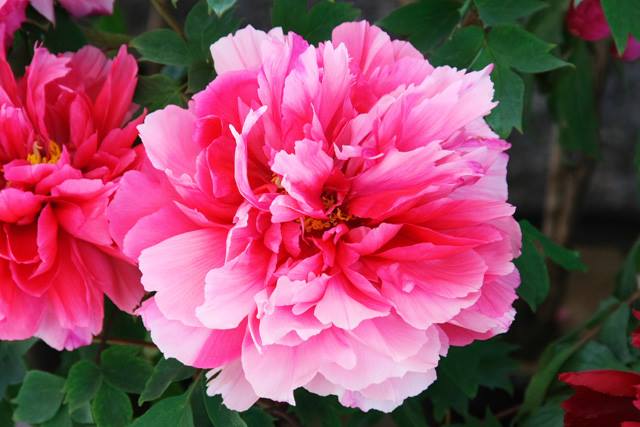 f:id:bkawahara:20200523111541j:plain