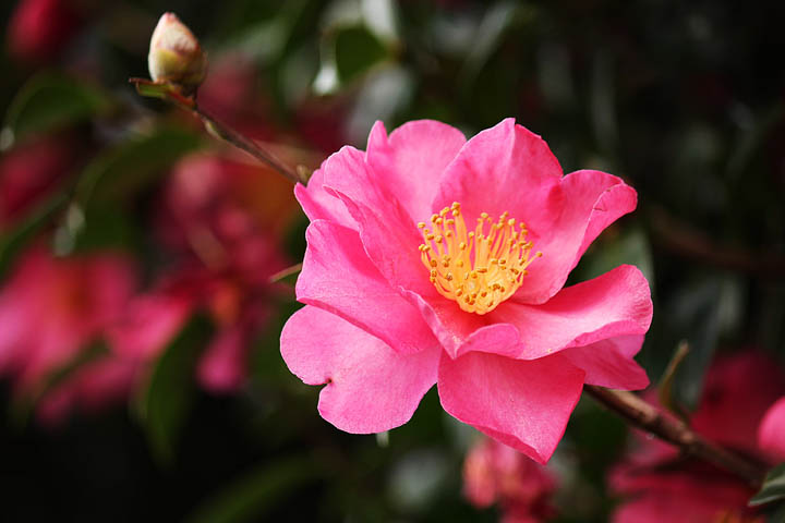 f:id:bkawahara:20201108083815j:plain