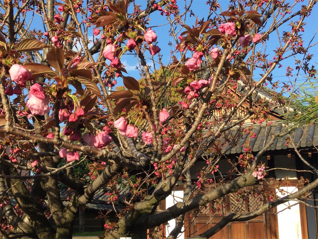 f:id:bkeita:20190415122846j:image