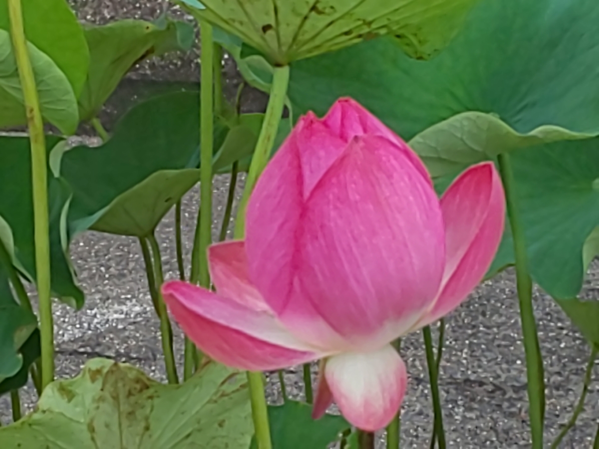 f:id:bkeita:20190721184108j:plain