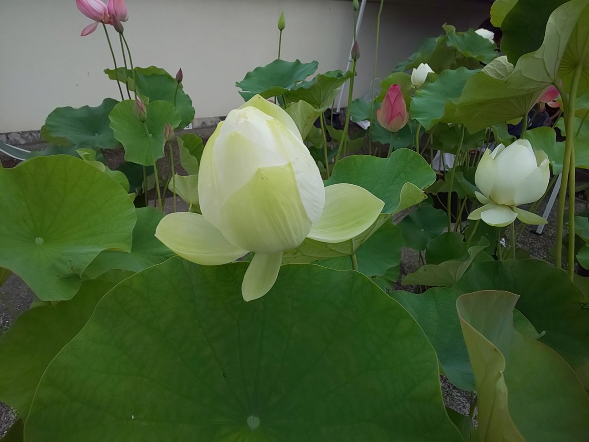 f:id:bkeita:20190721184148j:plain