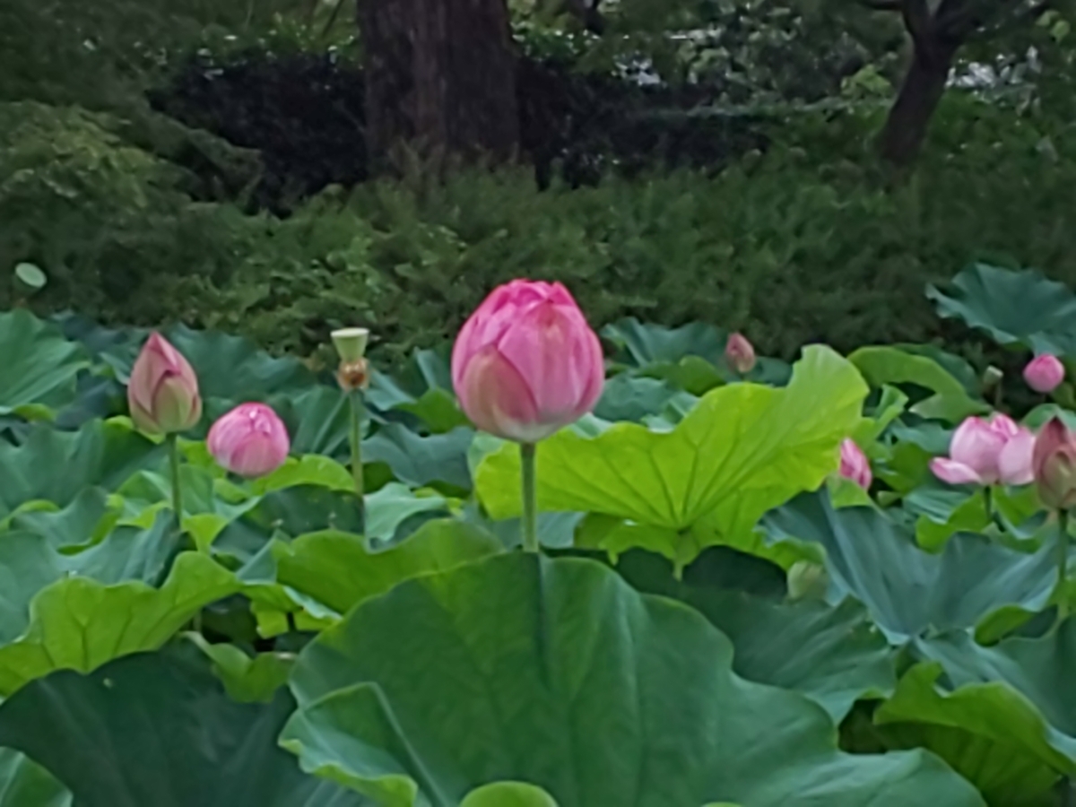 f:id:bkeita:20190721184227j:plain
