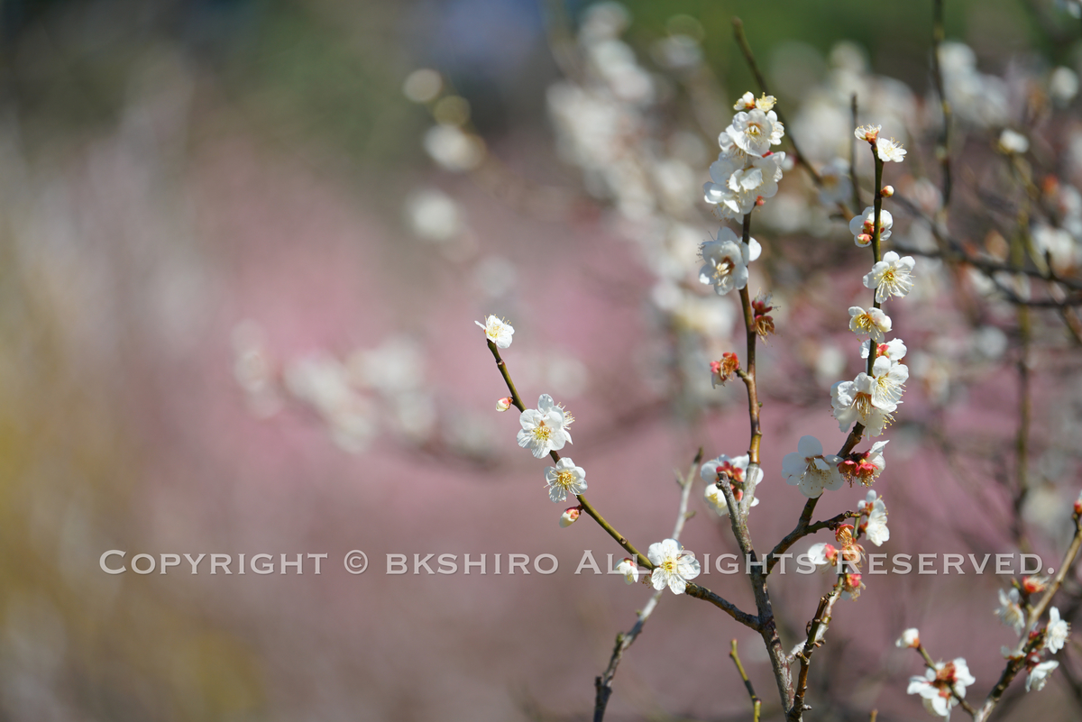 f:id:bkshiro:20210307211140j:plain