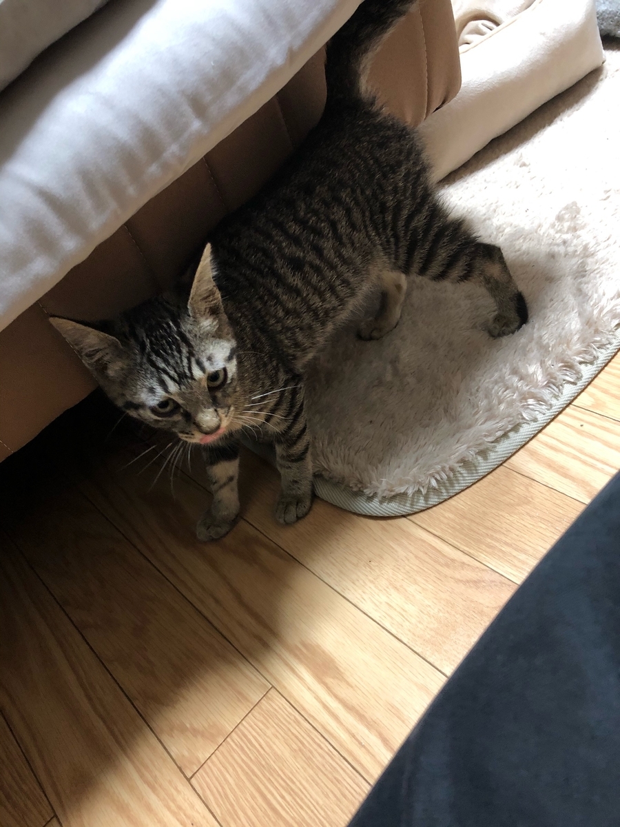 f:id:black-cherry-0127:20210322181038j:plain