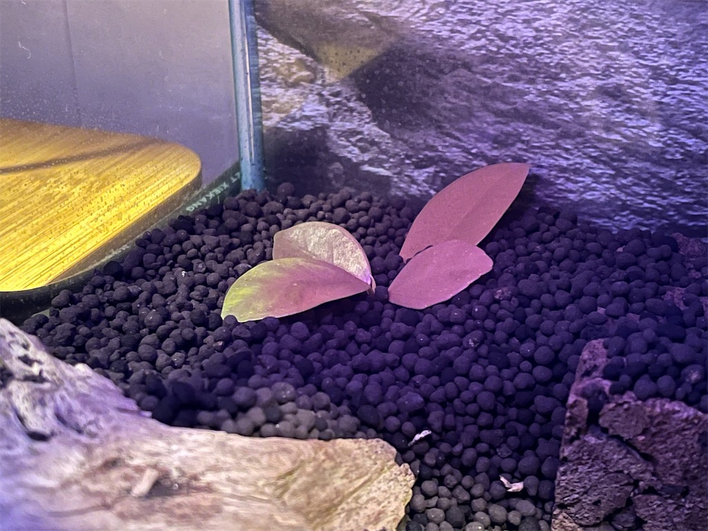 f:id:black-star0609:20241115124127j:image