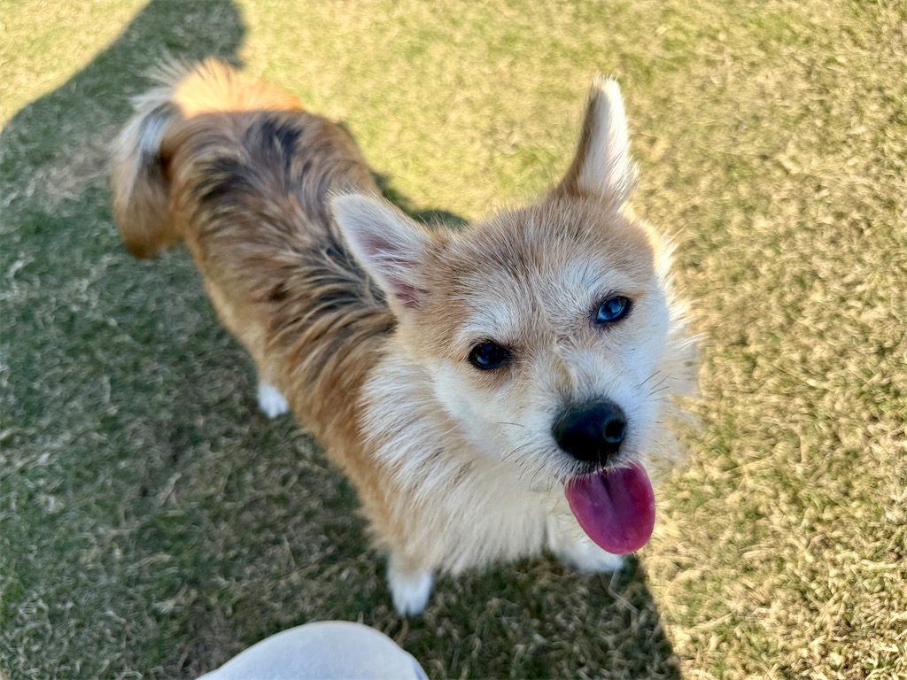 f:id:black-star0609:20251116215851j:image